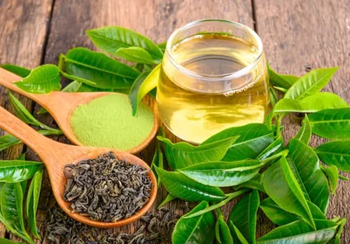 Green Tea Extract