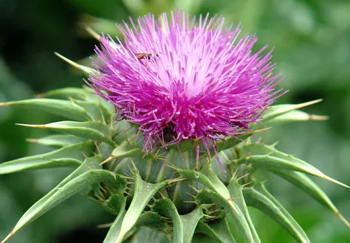 Milk Thistle Extract